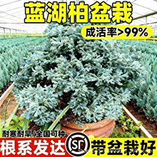 �{���������{ɫ������ͥԺ�{���ؘ��绨�R�쾰�Gֲ���ͺ��ļ�����