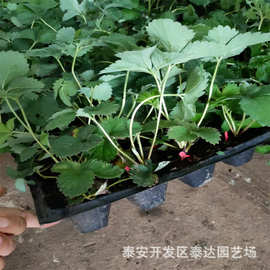 四川红颜穴盘草莓苗价格 基质草莓苗 盆栽草莓苗价格 大棚草莓苗
