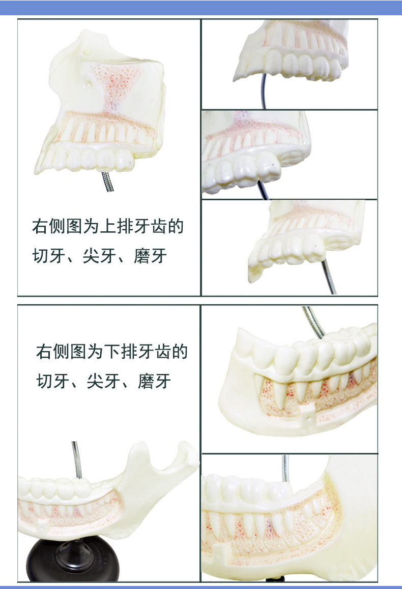 牙列及磨齿解剖模型_10.jpg