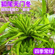 狐尾天门冬盆栽大苗室内阳台四季常青九尾狐花卉庭院造景花镜绿植