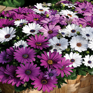 �²��Ϸ��f�۾շN�ӻ�ɫ���N���{Ŀ�շ��޾�ͥԺ�̨���Ի��ݷN��