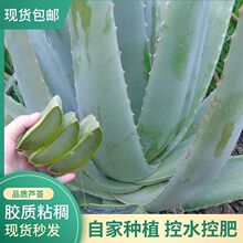 ���������J�C����Ժ���w�~Ƭ�aˮ������ɳ������҃���Gֲ