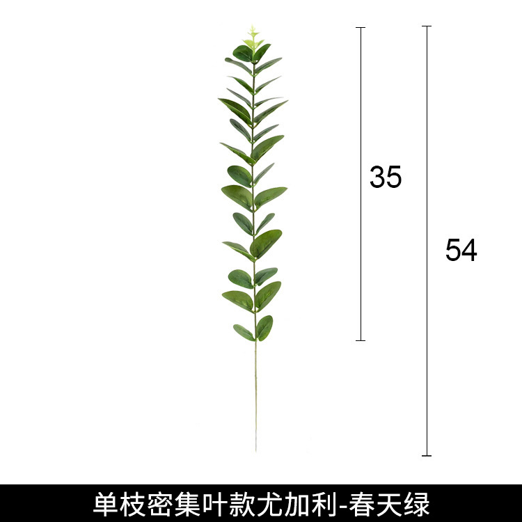 단일 봄 녹색 고밀도 유칼립투스