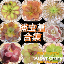 Pinguicula 捕虫堇合集食虫植物雨林缸微景观造景素材ins风