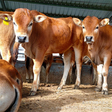 �����������Sţ����С��ţ�����SţСţ�� ���T����ţ�Bֳ��