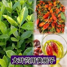 ����ș���S�d�Ә���߮a�����~�d����t�d��С�~ɽ�d����Ǥ����