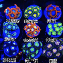 纽扣珊瑚人工新手长须鱼缸活的海水海缸大种生物拼盘观赏入门荧光