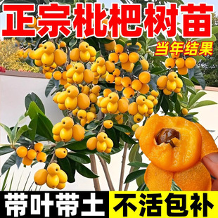 ���˘����޽����ش�����Ե����ϱ����Nֲ��������ɻ��Y��