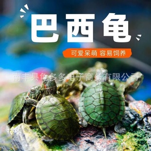 ����������������t����ˮ�������^�pС�������B��С�����������l
