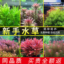 �~���b�����ˮ��ֲ�����T�����˳�ֵ�쾰ˮ��ţëĪ˹�������