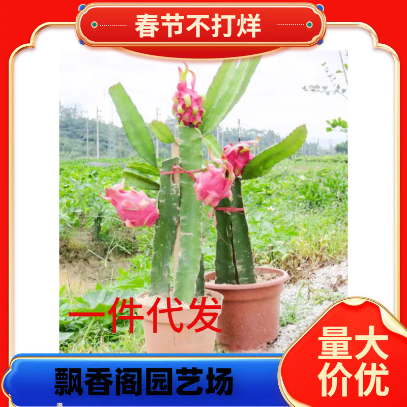Dragon Fruit Seedlings Jindu No. 1 Red Flesh Dragon Fruit Red Heart Dragon Fruit Saplings Can Be Potted and Planted in the North and South