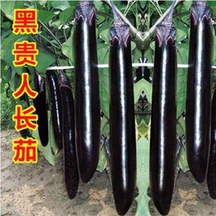 Shouguang Vegetable Seeds Japanese Black Noble Long Eggplant Seed Line Eggplant Seedlings Open-Air Greenhouse Four-Season Planting Potted Plants