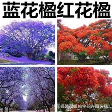 {麷NPľNӼt麷N {Fϻ {麷N