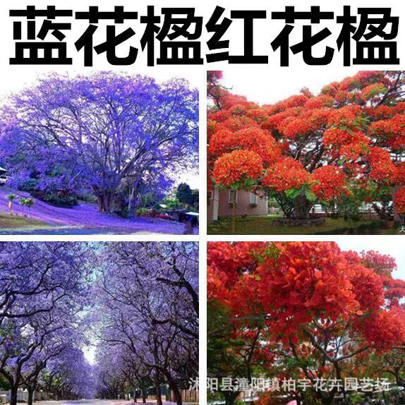 蓝花楹种子凤凰木树种子红花楹种子 蓝雾树紫花云洋楹 蓝花楹种籽