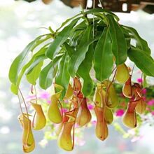 �҃Ȼ����辰�r��������ò�ω��ʳ�xֲ���i�\�ݾGֲ���m���\��