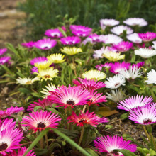 多肉龙须海棠松叶菊美丽日中花种子室内阳台盆栽春秋四季播卉种籽