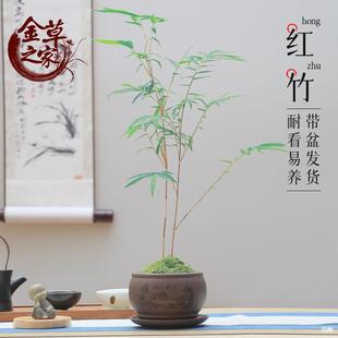 Red Bamboo Pot Landscape Bamboo Study Courtyard Balcony Plant Small Red Bamboo Seedling Bamboo Potted Indoor Desktop Green Plant