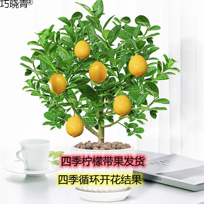 柠檬树带果发货苗盆栽植物室内外浓香型花卉绿植四季结果一件代巧