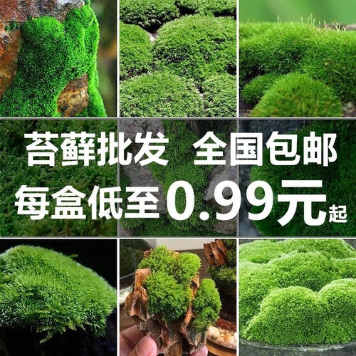 苔藓鲜活苔藓植物盆景铺面假山青苔微景观材料水陆缸吸水石白发藓