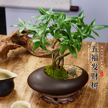五福发财树新中式禅意盆栽室内桌面造型盆景招财植物耐阴好养绿易
