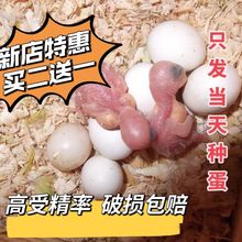 玄凤鹦鹉受精蛋种蛋虎皮活物宠物可人工孵化当天新鲜鸟蛋受精率高