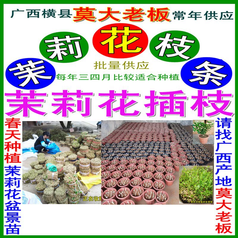 Посаживая саженцы цветочных ветвей, чтобы купить жасмин с марта по апрель каждый год