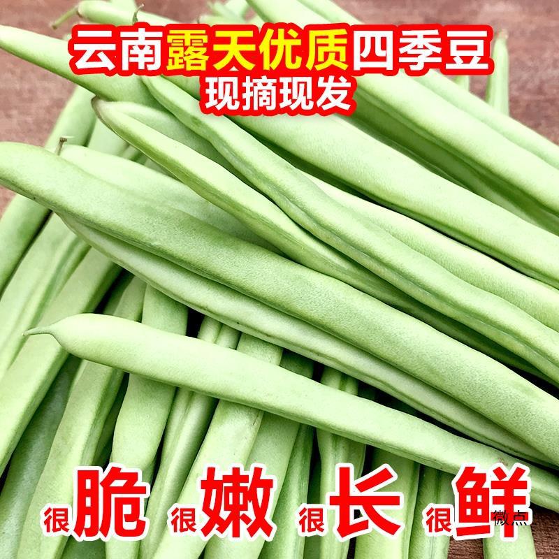 云南现摘新鲜四季豆豆角10斤长扁豆角生鲜蔬菜豌豆包邮芸豆刀豆