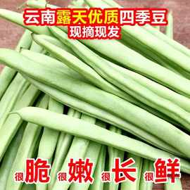 云南现摘新鲜四季豆豆角10斤长扁豆角生鲜蔬菜豌豆包邮芸豆刀豆