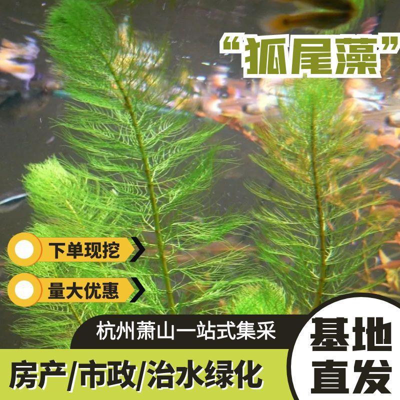 【狐尾藻水生植物】粉绿狐尾藻浮水植物沉水植物人工浮岛造景植物