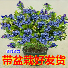 һl{ݮ玧l{ݮԵļNֲ