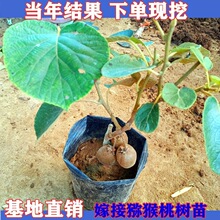 猕猴桃树果苗当年结果红心软枣猕猴桃苗南北种植果树果苗当年结果