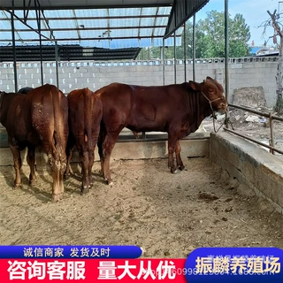 改良利木赞小牛  西门塔尔牛肉牛 利木赞种牛多少一头牛崽