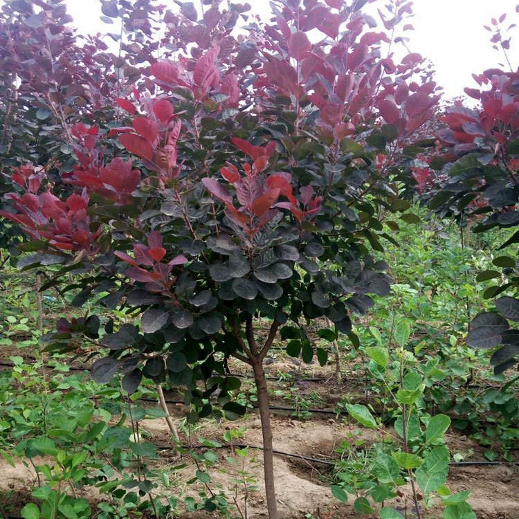 Базовые инженерные саженцы для зеленения, прямые продажи, саженцы красного клена, американские саженцы красного клена, декоративные саженцы для двора по отличным ценам