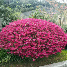 �t�^ľ �t���^ľ �t���� �{�� �t��ľ ��ľ��ľ���ذl؛ �G����r