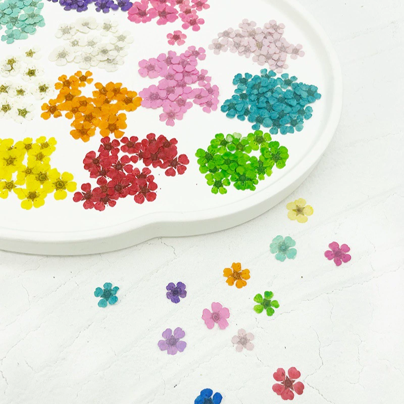 Жемчужный цветок сливы сушеный цветок тисненый клей капля мобильный телефон ракушка ювелирные изделия Фоторамка материалы для украшения ногтей Большая упаковка оптом