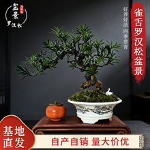 雀舌罗汉松盆景美观造型古木客厅办公室观赏净化空气装饰绿植植物