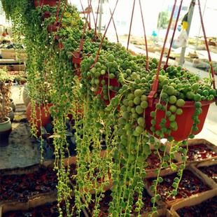 ����ֲ��������˜I���m���Դ��������µ��m �ش� �����¶������