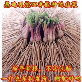 新韭菜根苗紫根宽叶红根四季新韭菜根盆栽阳台蔬菜秧苗韭菜头根