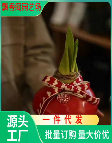 多年生朱顶红球种花卉植物大全四季开花进口重瓣种球盆栽室内花