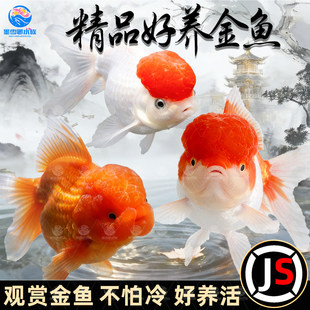���~���~���\���^�Q피t���{���w��ˮ��ˮ�~���B�ͻ��\���^�p�~��