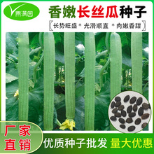 批发长嫩丝瓜种子春夏季庭院种植菜种籽吊丝瓜籽丝瓜种子大全