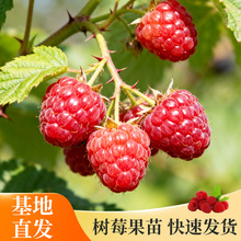 现货红树莓树苗抗热抗冻覆盆子酸甜树莓室内阳台盆栽家庭种植果树