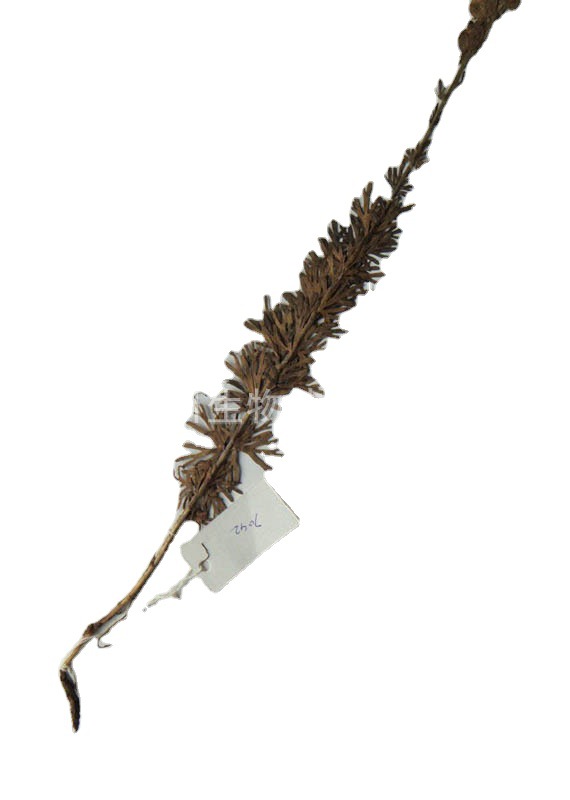 乙酰乌头碱  77181-26-1 Acetylaconitine  厂家现货 可当天发货