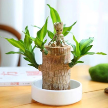 巴西木水培养幸运木带芽开花卉室内桌面办公室绿植盆栽客厅办公桌