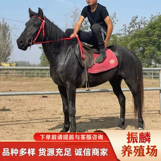 厂家出售旅游用马迷你蒙古马 婚嫁马多少钱一匹矮马出售