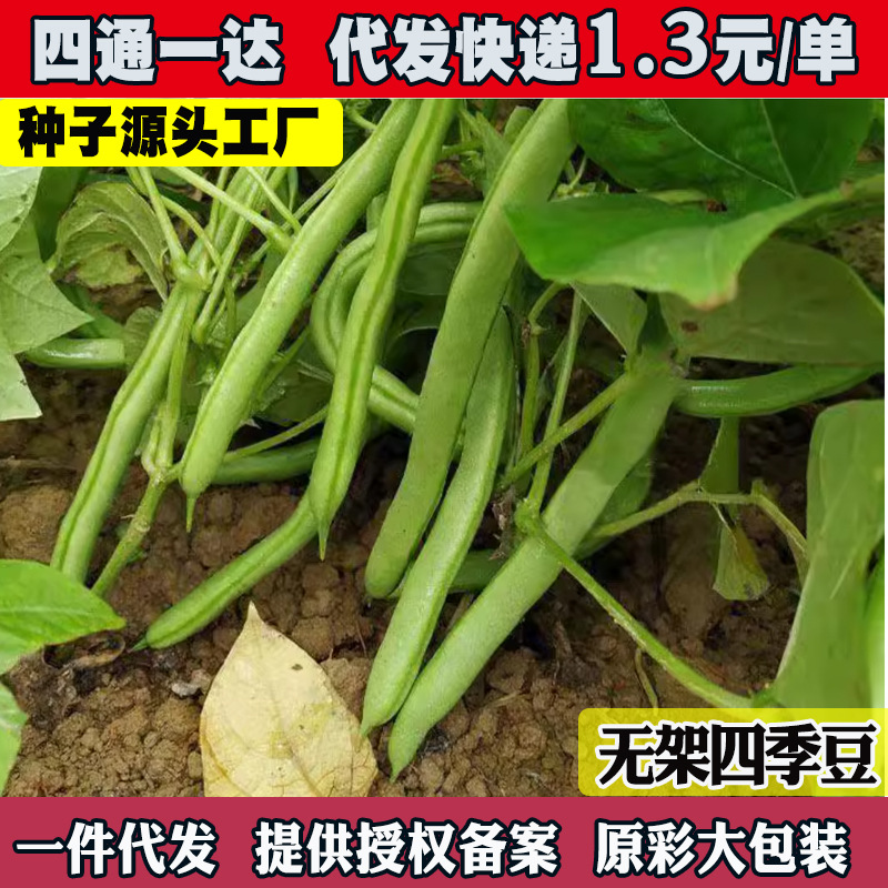 无架地豆种子苗不搭架豇豆四季豆角种孑春夏秋菜豆矮生四季豆