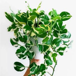 Platinum Kudzu Flower Leaf Green Dill Snowflake Kudzu Potted Climbing Vine Hanging Indoor Desktop Hydroponic Good Cultivation of Small Green Plants
