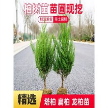 塔柏松柏苗龙柏侧扁柏四季宝塔松绿化苗庭院松树行道树乔木树苗柏