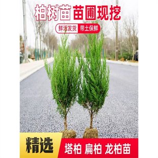 �����ɰ������؂ȱ���ļ������ɾG����ͥԺ�ɘ��е����ľ�����