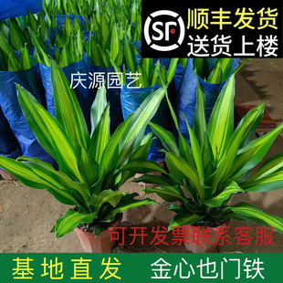 �����������~����Ҳ�T�F�͏d�k����ֲ����~�^�~�Gֲ�҃����ԑcԴ
